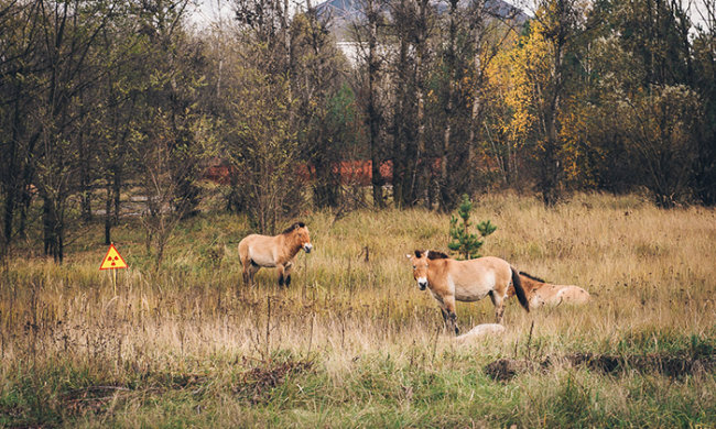 в сети показали, во что превратился Чернобыль