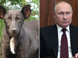 путін і собака