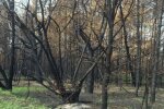 Чернобыльская зона, фото: facebook.com/zapovidnyk2018