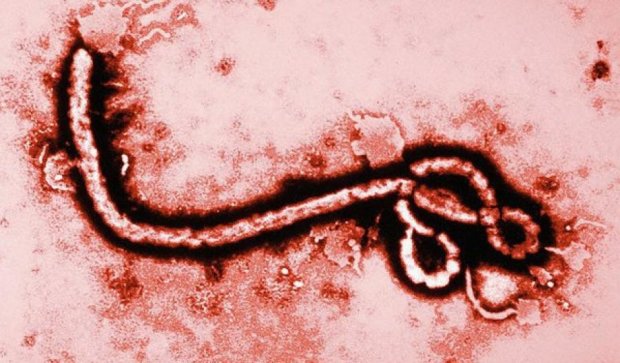 Американські вчені вилікували трьох мавп від Еболи
