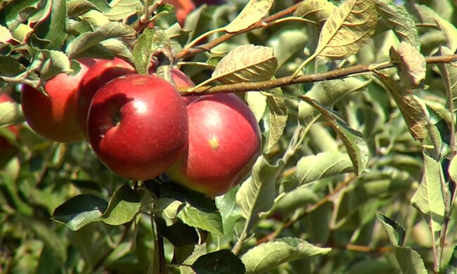 Прості правила для успішної посадки дерева: як не нашкодити рослині і залишитися задоволеним