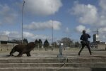 Морські леви, фото La Nacion