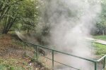Экология по-киевски: в Голосеевском парке в озере варится рыба