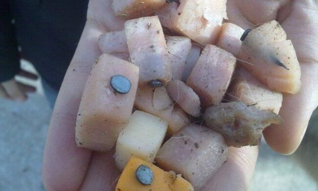 Злоумішленники в Тернополе оставляют на улицах сало с гвоздями