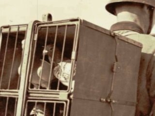 Голубина пошта, фото: вільне джерело