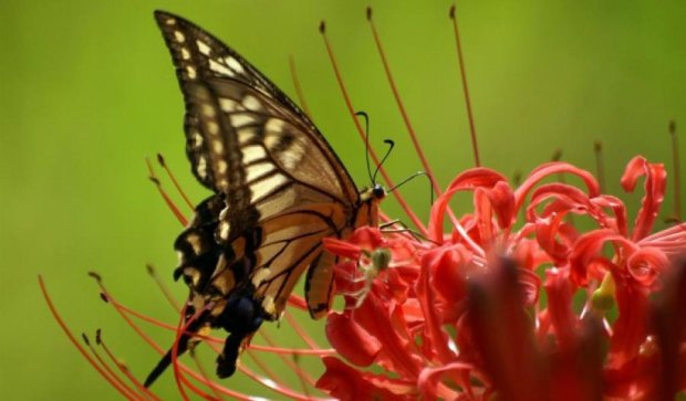 Засуха спричинить вимирання метеликів у Британії