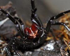 Хлопчик дивом вижив після зустрічі з найнебезпечнішою твариною