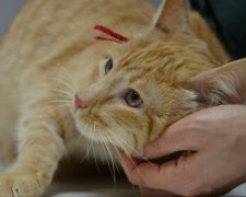Львівський музей взяв на роботу кота