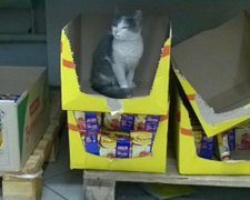 У луцькому супермаркеті «продають» кота (фото)