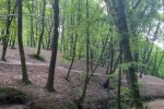 Троє людей спробували вижити у лісі за Youtube-порадником: рятувальники знайшли самі мумії