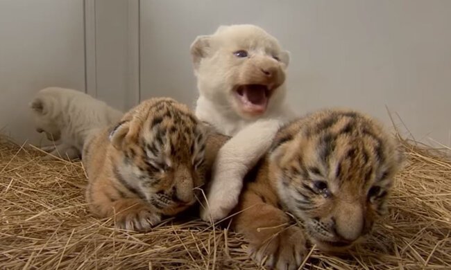 Хлопець пригрів ласкаве цуценя тигро-собаки