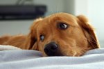 Дівчина з епілепсією довірила життя чотирьом лапам
