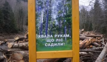 Безцінні ліси Карпат вирубують на дрова (фото)