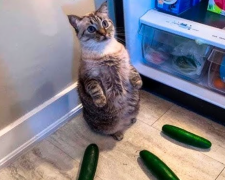 Кіт та огірки, фото із соцмереж
