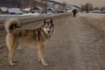 Хворі покидьки: у Києві собак вбивають наджорстоким способом