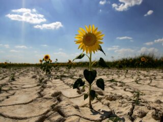 Посуха в Україні, фото: Ukrainianwall.com