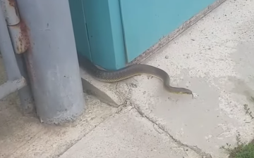 Змея. Фото: скрин youtube