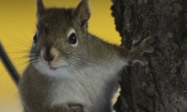 Євросоюз оголосив полювання на прибульців