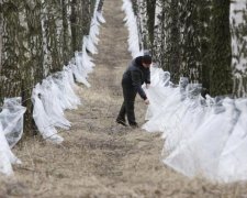 Напиток джедаев: чем полезен березовый сок