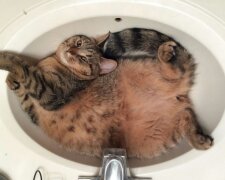 Кіт, тарифи на воду / фото: Pinterest