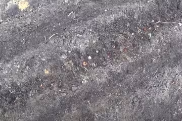 Город, морква, фото: Знай.ua