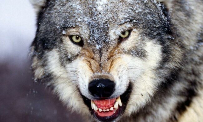 Волк дважды покусал жителей Черниговской области