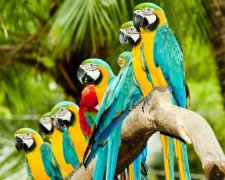 В Одессу прилетели попугаи. Вожак стаи - турецкий пилот