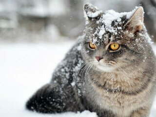 Котик, фото - Pinterest
