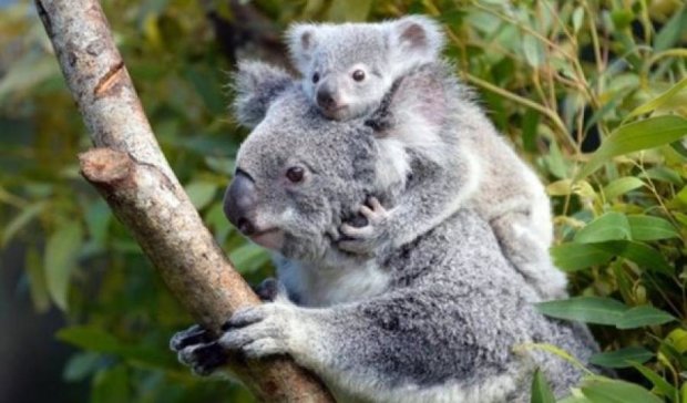 Первая прогулка малыша коалы – новый видеохит YouTube