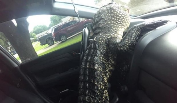 Крокодила-беглеца застукали за рулем автомобиля