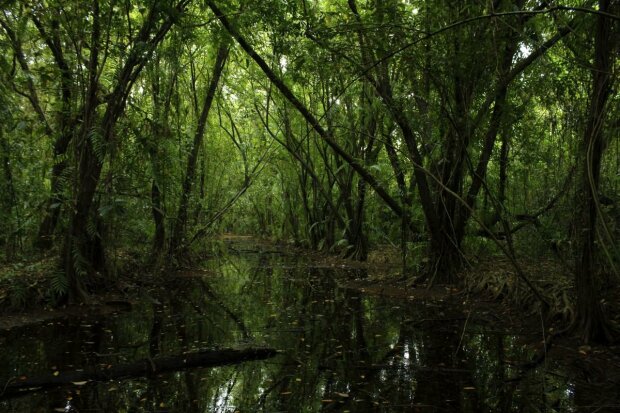 Амазонские джунгли уничтожат планету? Ученые сделали неутешительные прогнозы