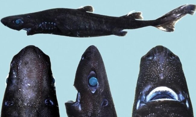 В Тихому океані виявили акулу, що світиться