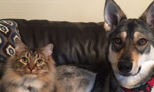 Хаскі та кішка з притулку стали зірками Instagram