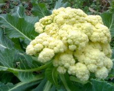 Цветная капуста продлевает жизнь
