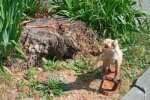 Центр Тернополя окупувала лисиця-живе в клумбі і обожнює селфі