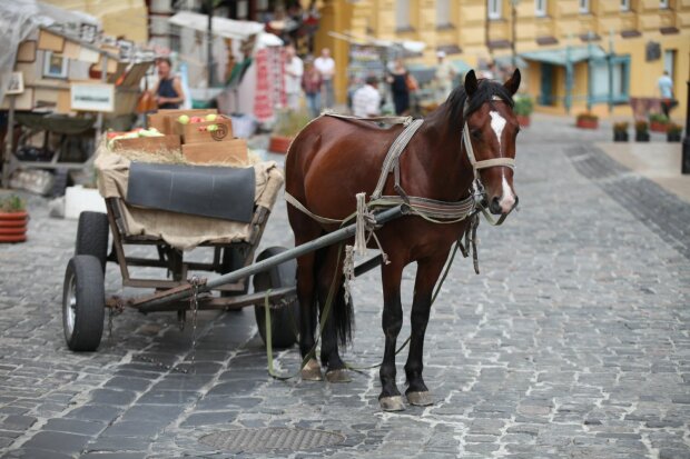 На Львівщині коні влаштували криваве раллі з людьми: спрацював тваринний інстинкт