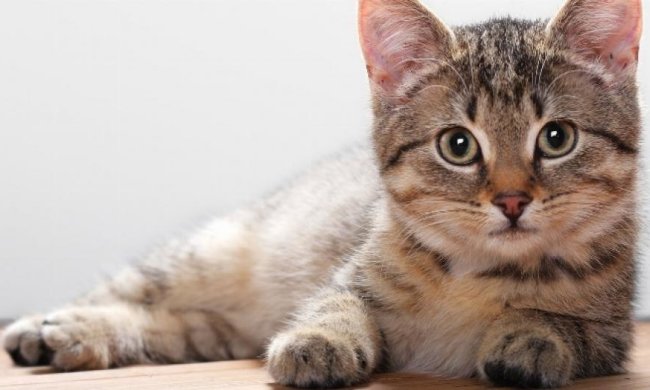 У Києві пройде конкурс краси серед кішок