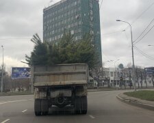 Найвтомленіша" новорічна ялинка України стала хітом мережі: "Збираймося, потрібно підняти"