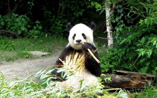 Китайцы превратили панду в источник энергии