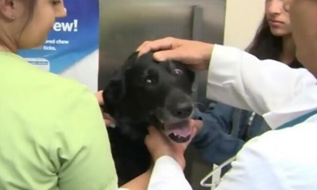 Голодная собака съела восемь пар белья и 62 ленты для волос 