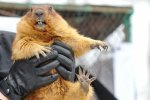 Львівський бабак Маруся порадувала весняним прогнозом: готові роздягатися
