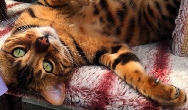 Кот-леопард покорил интернет свой красотой (ФОТО)