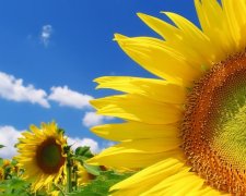 Вчені розгадали загадку соняшника