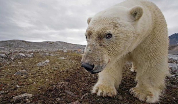 Российскую метеостанцию захватили белые медведи