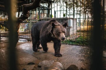 Ведмідь Михайло, фото: Facebook UAnimals