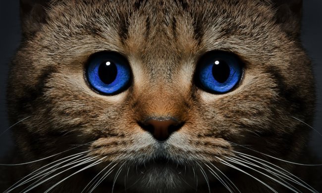 Зір кішки: медики представили унікальні краплі для очей