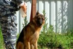 У Запоріжжі пес в погонах відшукав зниклу дитину - неймовірний нюх! Городяни тиснуть лапу