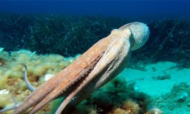 Морські мешканці розрізняють кольори не гірше людей