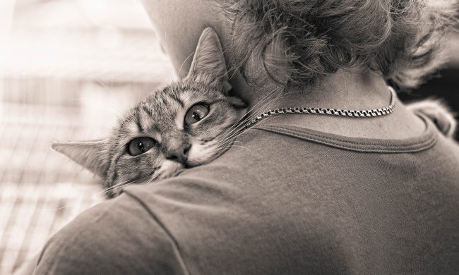 Искали друг-друга 5 лет: тощего и обессиленного кота принесли в приют, хозяйка до сих пор не верит своему счастью