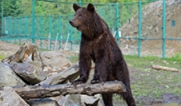 У ведмедів з реабілітаційного центру на Закарпатті закінчилася їжа